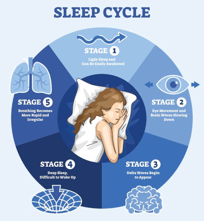 sleep cycle chart