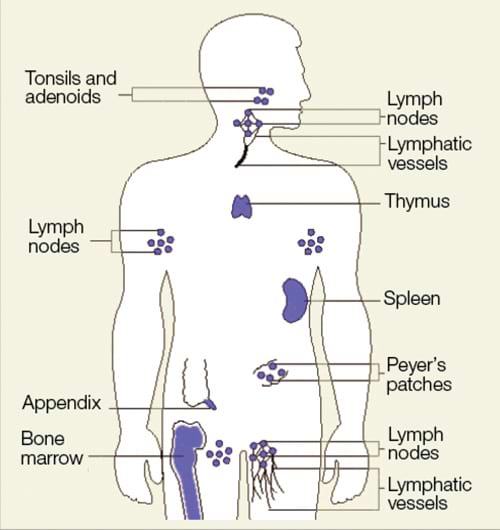 The Immune System